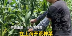 开荒地有种植补贴吗(开荒地享受种植补贴吗)