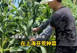 开荒地有种植补贴吗(开荒地享受种植补贴吗)