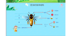 捉虫子教案中班健康活动(捉虫子教案中班健康活动反思)