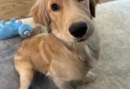 包含手游推荐排行榜前十名长毛金毛犬真实高清图片的词条