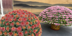 菊展的历史(菊展是啥意思)
