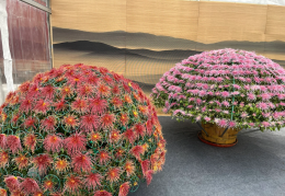 菊展的历史(菊展是啥意思)