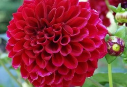 圆球球的花(圆球球花叫什么)