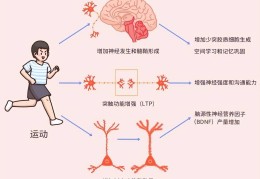 锻炼大脑灵活性(如何锻炼大脑灵活性)