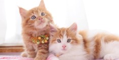 禽兽朋友们的猫叫什么名字(禽兽朋友们的猫叫什么名字好听)