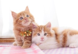 禽兽朋友们的猫叫什么名字(禽兽朋友们的猫叫什么名字好听)