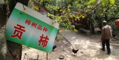 开荒地种树被砍怎么办(开荒地上栽的树应该补偿给谁)