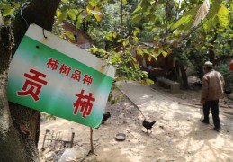开荒地种树被砍怎么办(开荒地上栽的树应该补偿给谁)