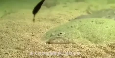 鲨鱼出逃(鲨鱼逃亡游戏)