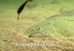 鲨鱼出逃(鲨鱼逃亡游戏)